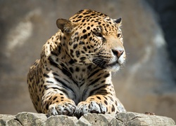 Jaguar, Drewno