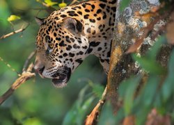 Jaguar na drzewie