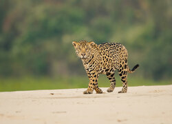 Jaguar na piasku