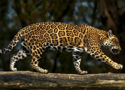 Jaguar na spacerze