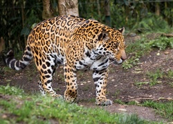 Jaguar, Cętki, Brązowe, Białe, Drzewa