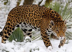 Jaguar w śniegu