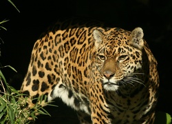 Jaguar wypatruje zwierzyny