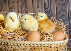 Jajka i małe kurczaczki w koszyczku