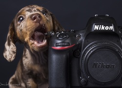 Jamnik krótkowłosy gryzący aparat fotograficzny marki Nikon