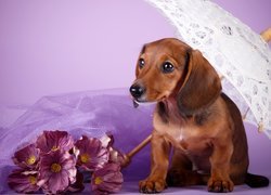 Pies, Jamnik krótkowłosy, Parasolka, Kwiaty
