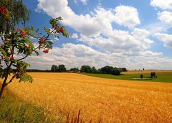 Jarzębina na skraju dojrzałego zboża na polu