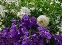 Kwiaty, Fioletowe, Dzwonki dalmatyńskie, Psianki jaśminowe, Jaskier Dzwonek dalmatyński