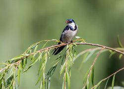 Jaskółka białogardła na gałązce wierzby