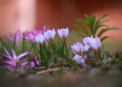 Jasno fioletowe krokusy na rozmytym tle