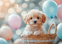 Jasnobrązowy szczeniak w koszyku i balony w tle