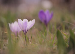 Biało-fioletowy, Krokus, Kwiat