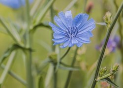 Jasnoniebieski kwiat cykorii w zbliżeniu