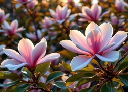 Jasnoróżowe kwiaty magnolii w zbliżeniu