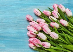 Jasnoróżowe, Tulipany, Niebieskie, Tło