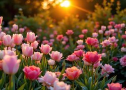 Jasnoróżowe tulipany w promieniach zachodzącego słońca