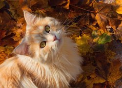 Jasnorudy kot na jesiennych liściach
