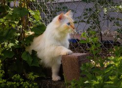 Jasnorudy kot z łapką na pustaku w ogrodzie