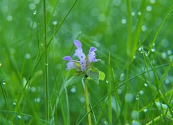 Kwiat, Jasnota purpurowa, Trawa