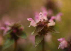 Roślina, Jasnota purpurowa, Różowe, Kwiaty