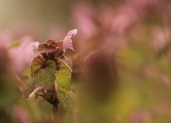 Jasnota purpurowa, Roślina, Różowe, Kwiaty