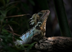 Jaszczurka, Kątogłówka wielka, Agama, Gałąź, Rośliny