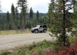 Jeep Wrangler Sport na leśnej drodze
