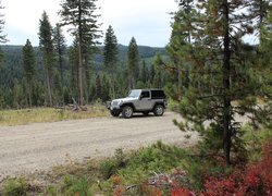 Jeep Wrangler Sport, Droga, Drzewa