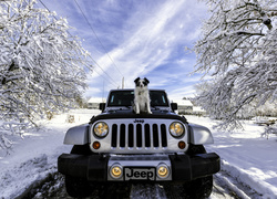 Jeep Wrangler z psem na masce