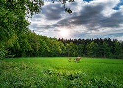 Las, Drzewa, Łąka, Polana, Zwierzęta, Jeleń, Sarna, Pastwisko, Trawa, Drzewa, Niebo, Chmury