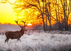 Jeleń, Trawa, Las, Wschód słońce, Oszroniona, Trawa