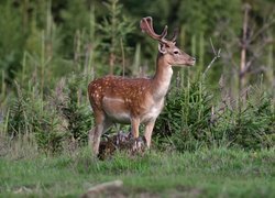 Jeleń obok młodych świerków