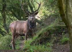 Jeleń pod drzewami w lesie