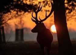 Jeleń w blasku zachodzącego słońca