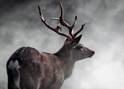 Jeleń we mgle