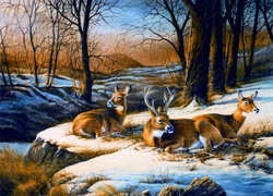 Jeleń z sarnami na zimowej polanie w lesie