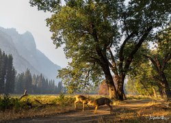 Jelenie w dolinie w Parku Narodowym Yosemite