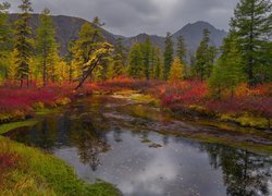 Jesień, Jezioro Jack London, Góry Kołymskie, Drzewa, Rośliny, Kołyma, Obwód magadański, Rosja