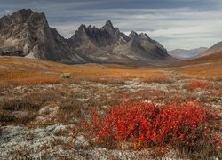 Park, Tombstone Territorial Park, Góry Ogilvie, Jesień, Kolorowe, Rośliny, Jukon, Kanada
