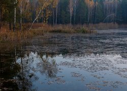 Jesień, Las, Drzewa, Brzozy, Jezioro, Odbicie