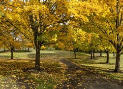 Jesień, Park, Pożółkłe, Drzewa, Ścieżka