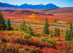 Stany Zjednoczone, Alaska, Park Narodowy Denali, Góry, Jesień, Drzewa, Droga
