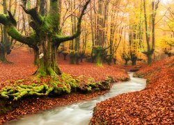 Hiszpania, Kraj Basków, Park Narodowy Gorbea, Las, Drzewa, Rzeczka, Strumyk, Jesień