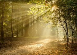 Holandia, Utrecht, Park Narodowy Utrechtse Heuvelrug, Jesień, Las, Droga, Promienie słońca