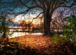 Finlandia, Miasto Tampere, Park Southern Park, Jezioro Pyhäjärvi, Jesień, Drzewa, Liście