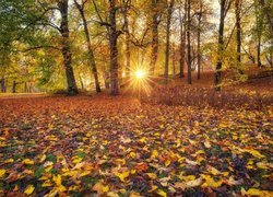 Jesień, Promienie słońca, Drzewa, Liście, Park