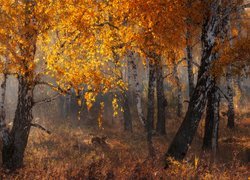 Jesień, Las, Drzewa, Brzozy, Rozświetlone, Liście
