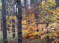 Jesień zawitała do lasu
