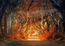 Jesienna droga między drzewami