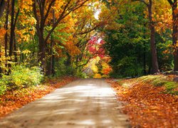 Jesień, Droga, Las, Drzewa, Liście